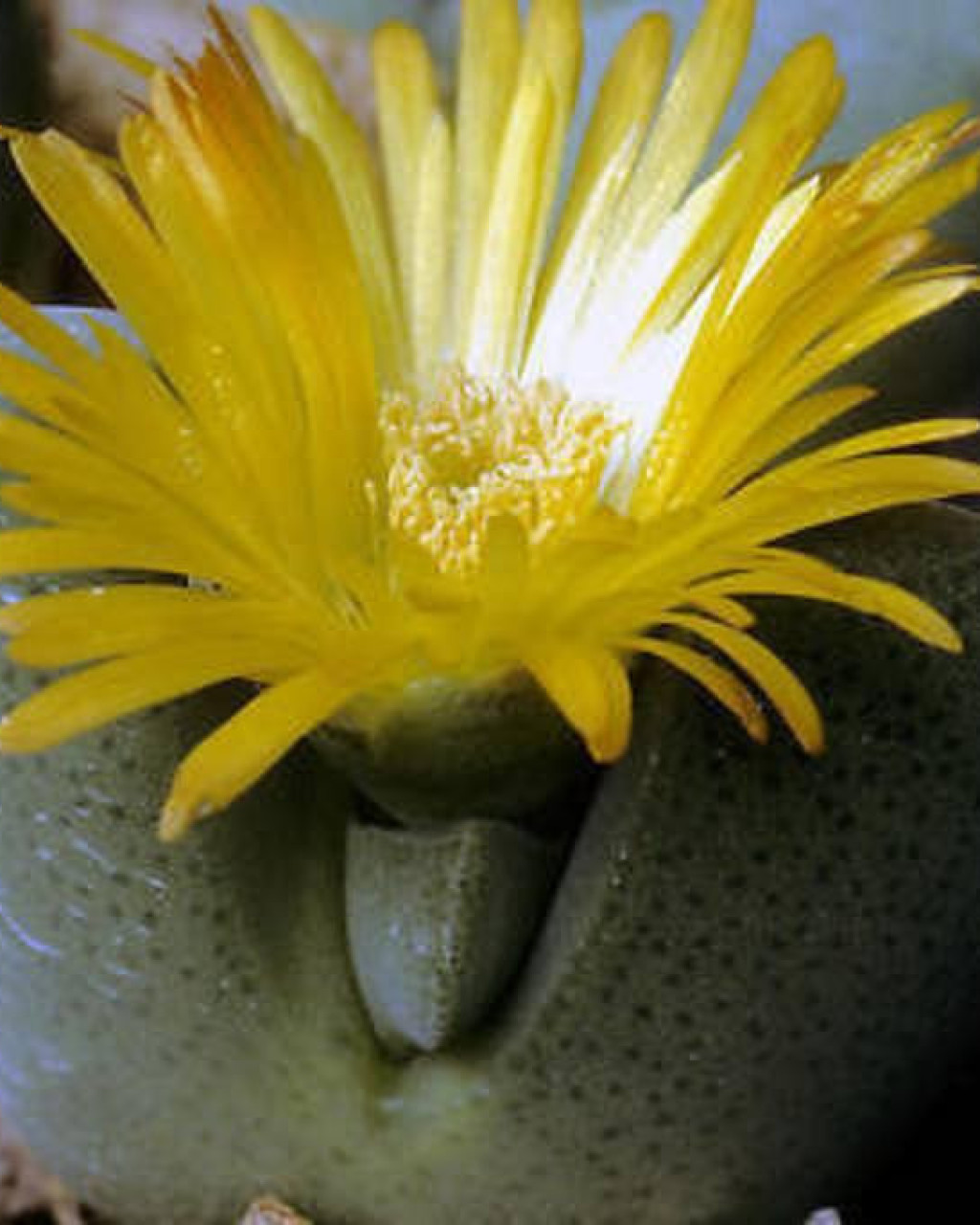 Cheiridopsis herrei