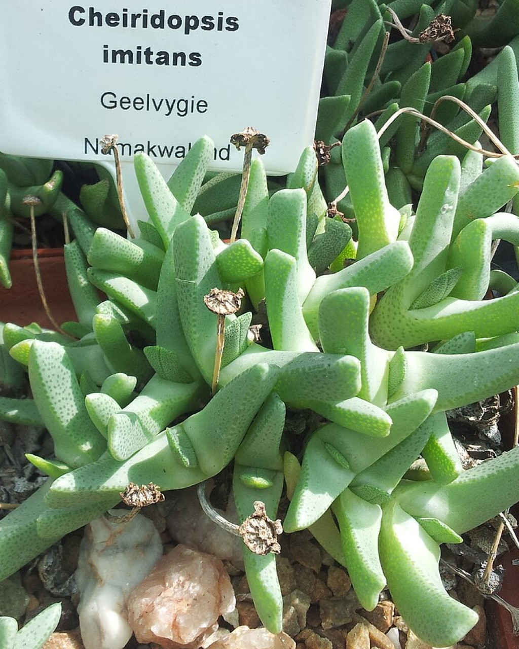 Cheiridopsis imitans
