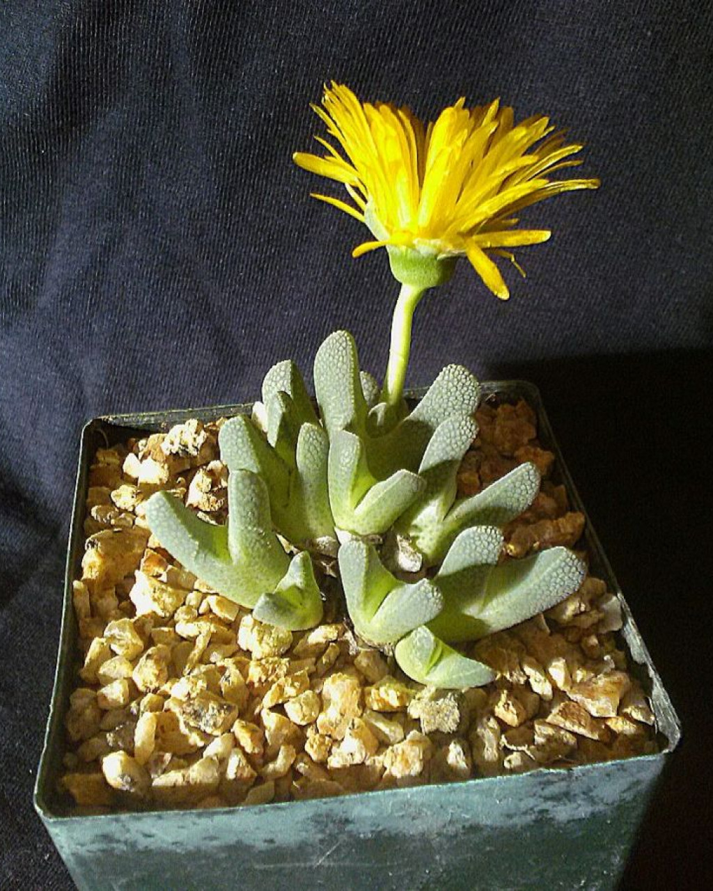 Cheiridopsis meyeri