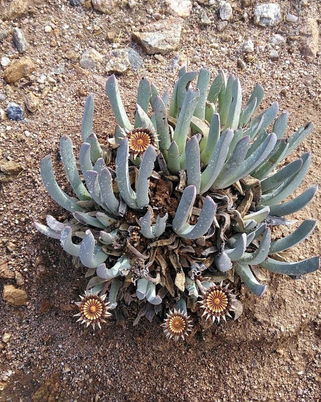 Cheiridopsis namaquensis