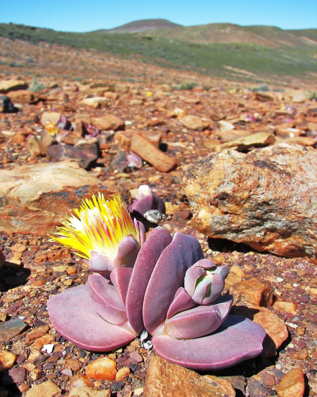Cheiridopsis peculiaris