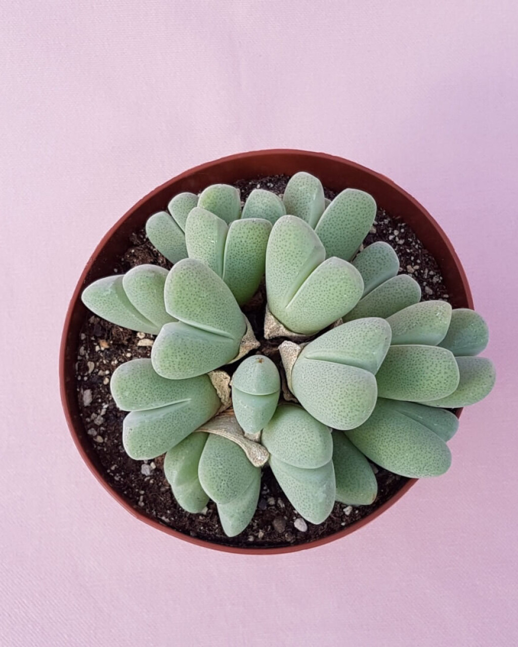 Cheiridopsis pillansii