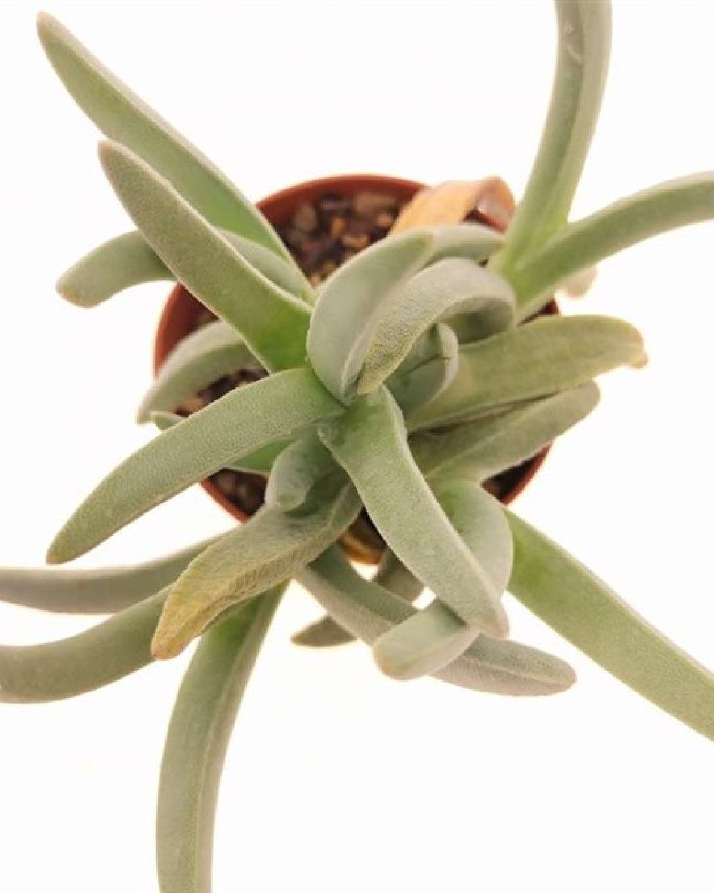 Cheiridopsis pilosula