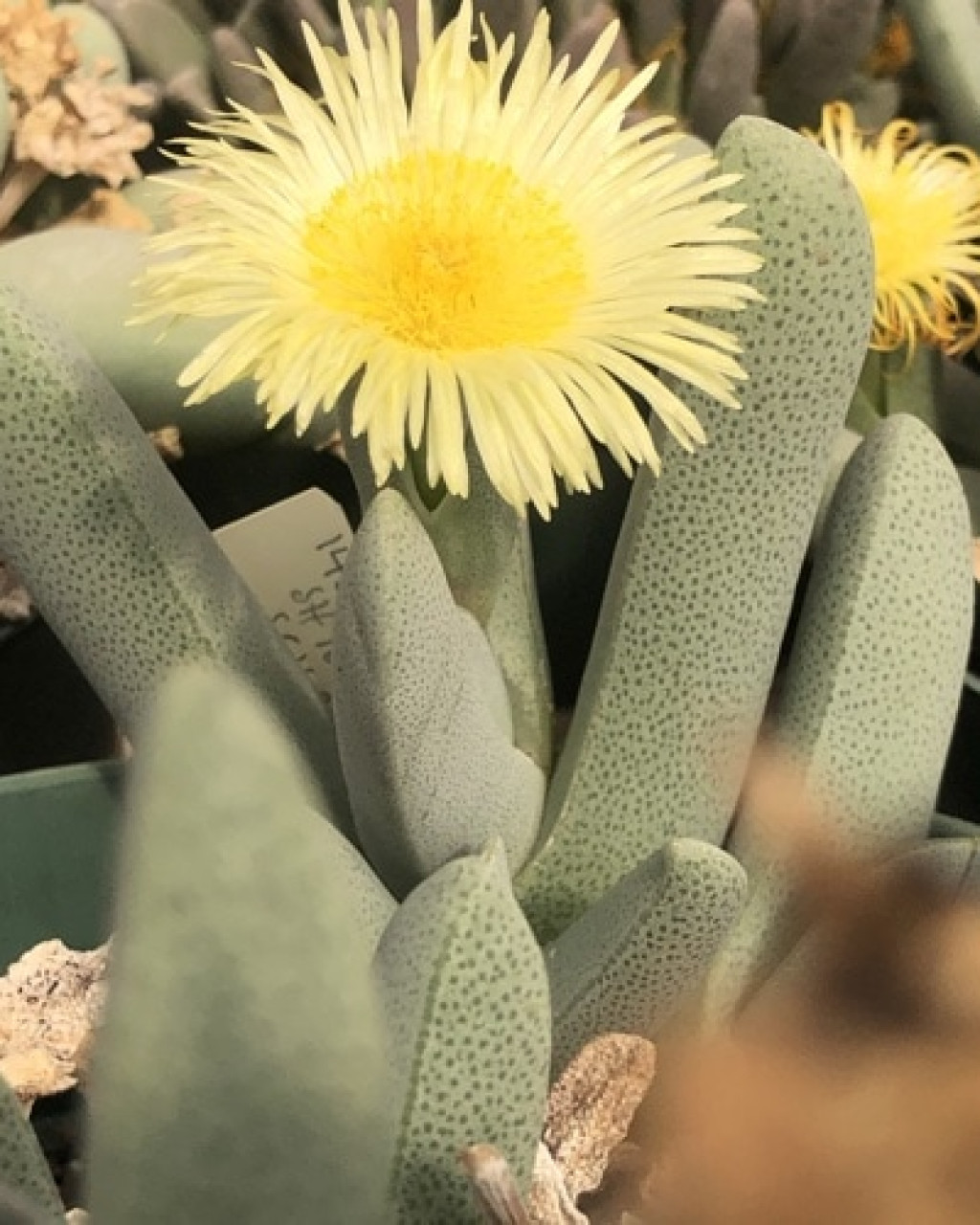 Cheiridopsis ponderosa