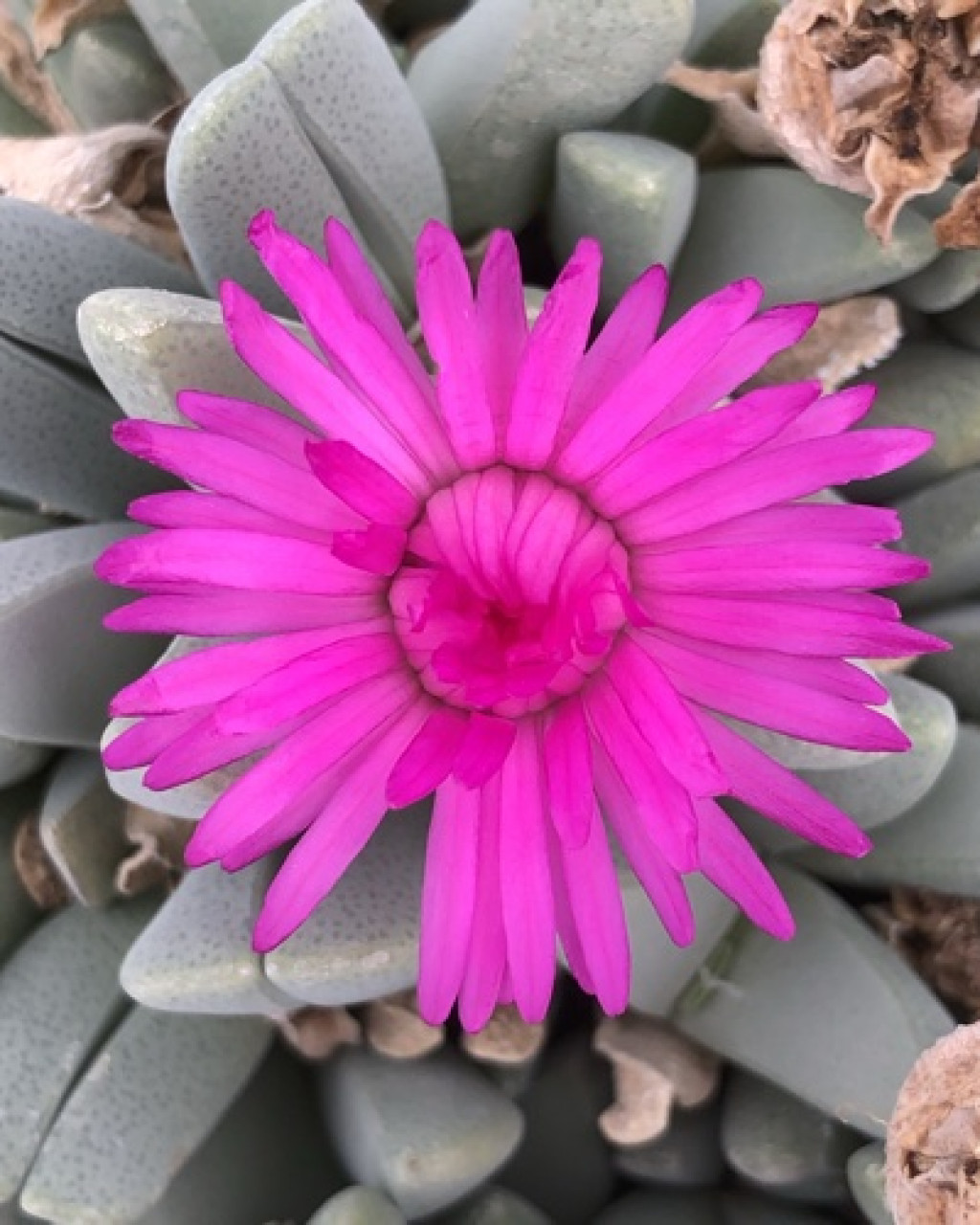 Cheiridopsis purpurea