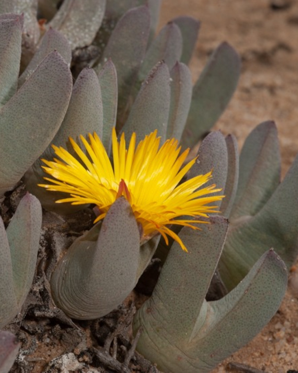 Cheiridopsis robusta
