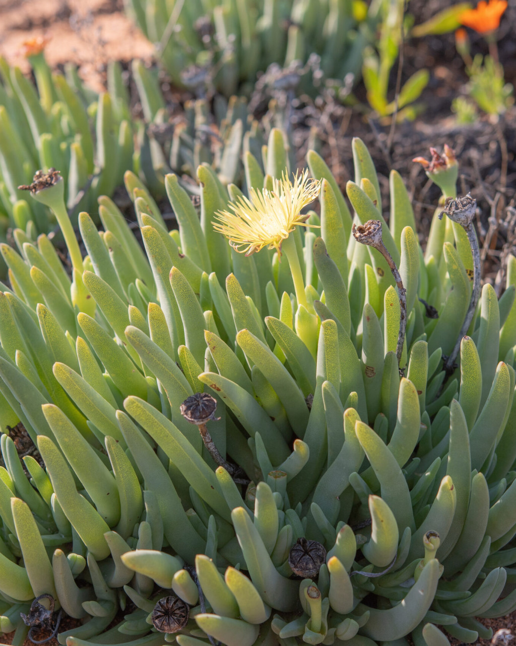 Cheiridopsis rostrata