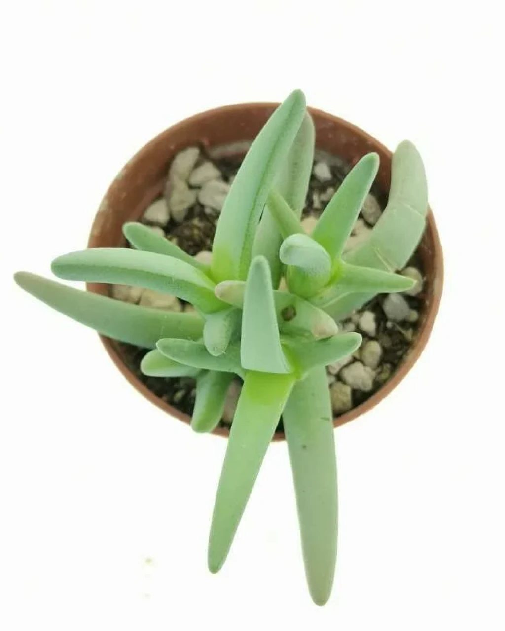 Cheiridopsis rudis