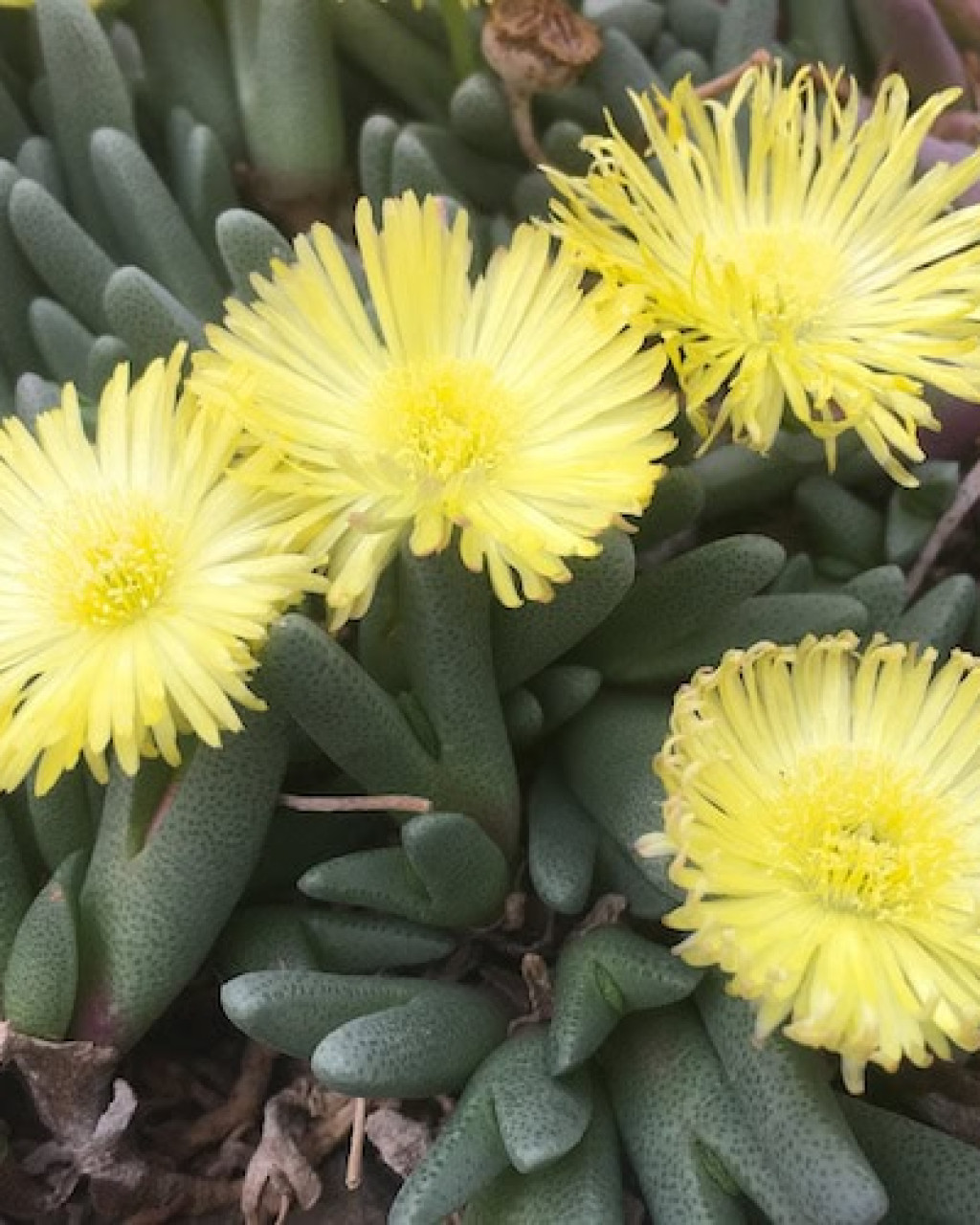 Cheiridopsis schlechteri