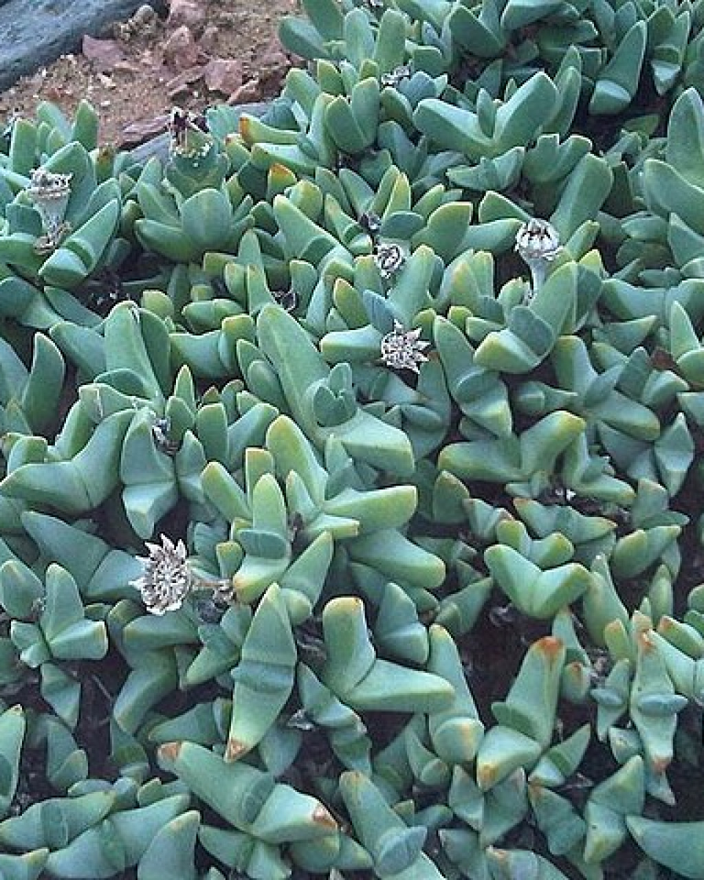 Cheiridopsis speciosa