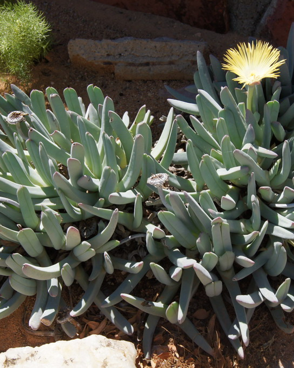 Cheiridopsis subaequalis