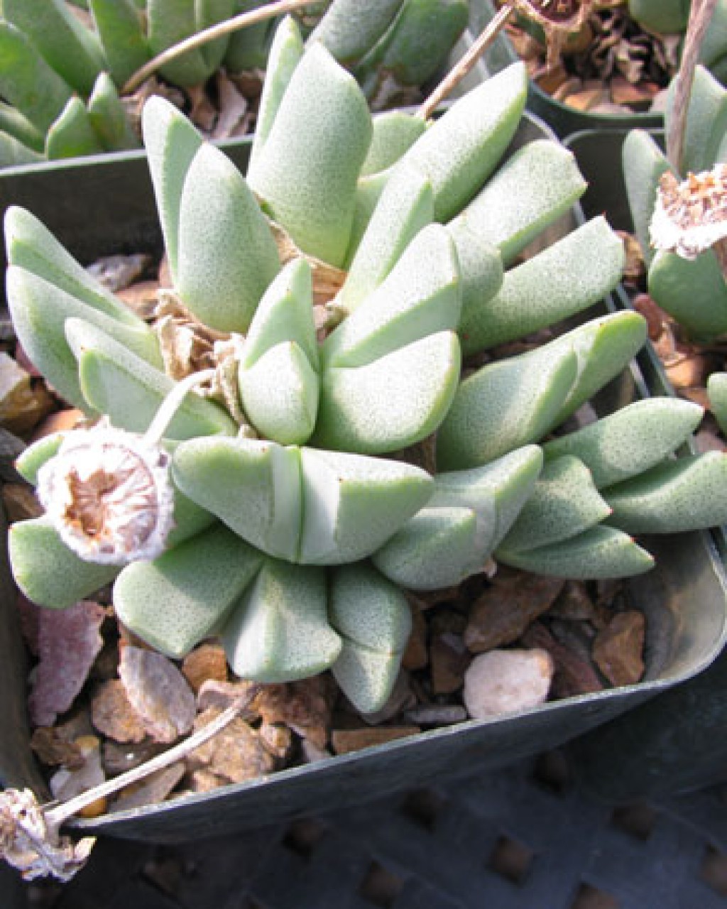 Cheiridopsis Subaequalis