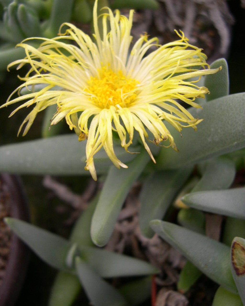Cheiridopsis turbinata