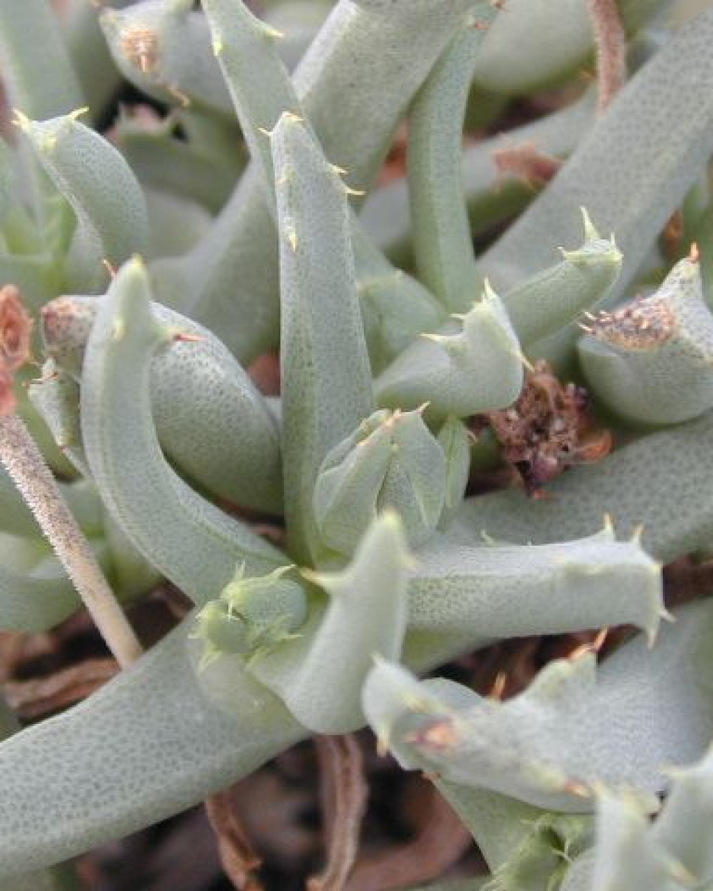 Cheiridopsis velox