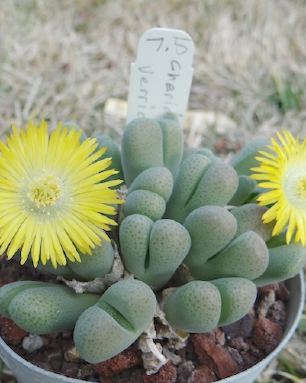 Cheiridopsis verrucosa