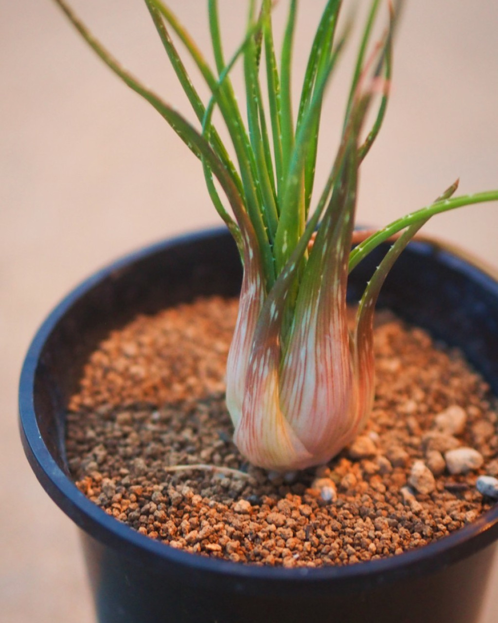 Chortolirion angolense