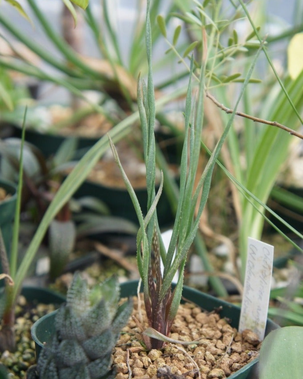 Chortolirion latifolium