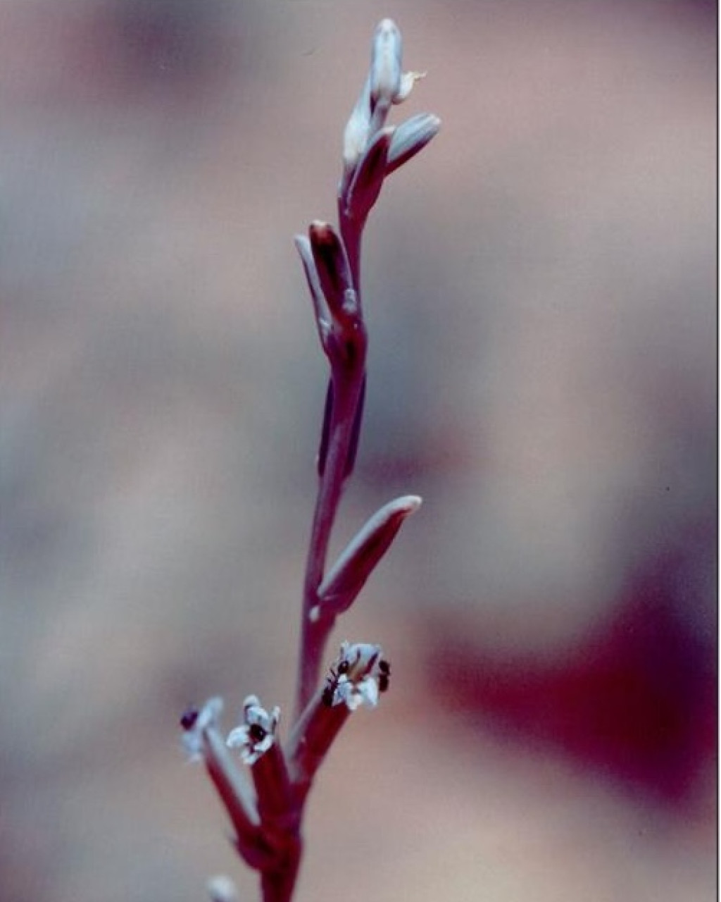 Chortolirion subspicatum