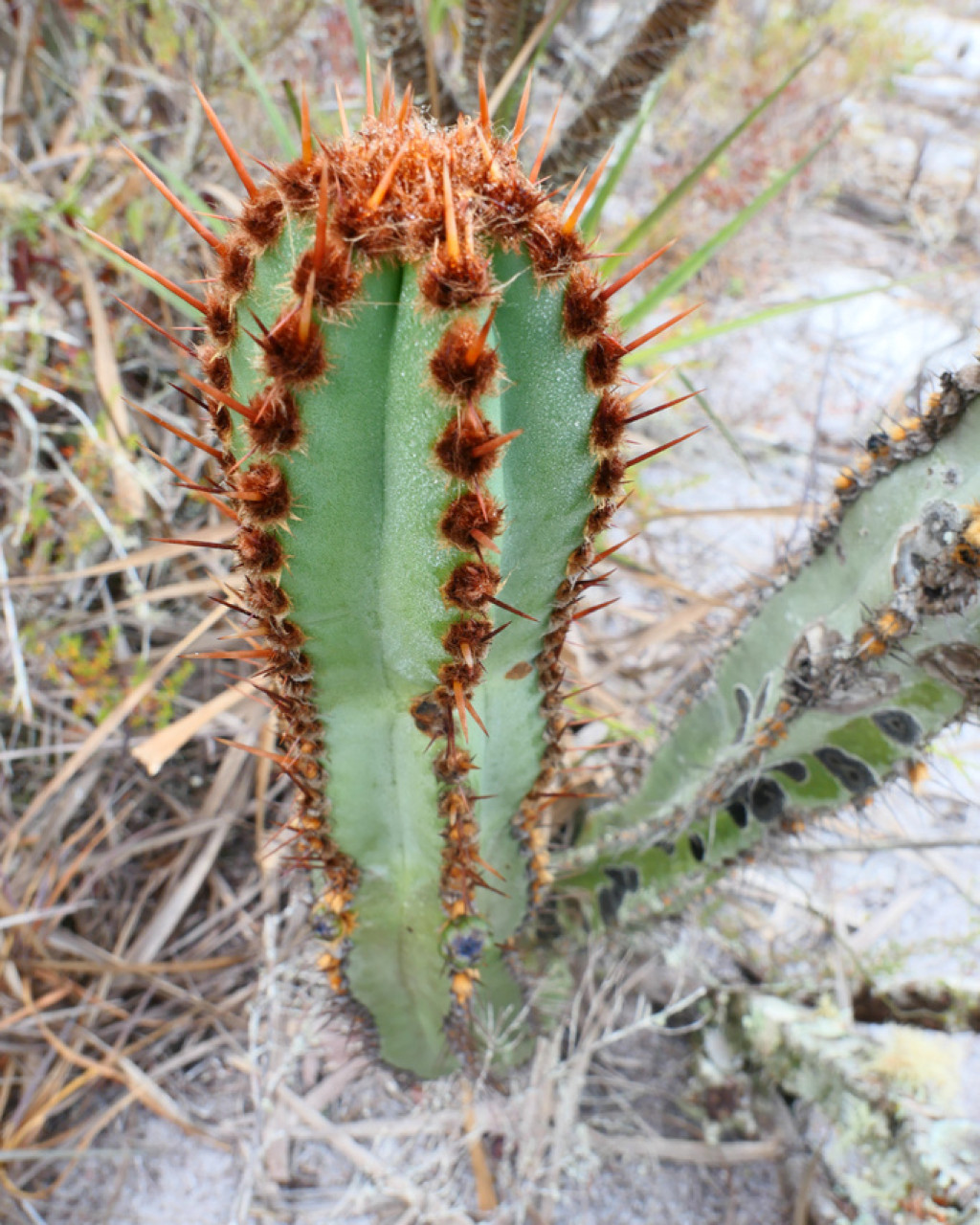 Cipocereus crassisepalus