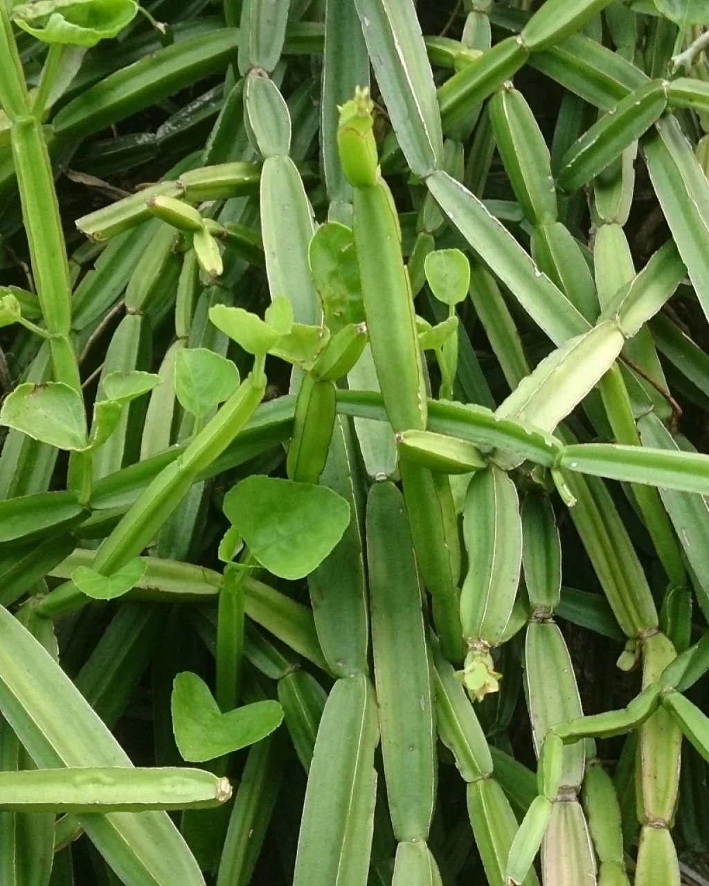 Cissus quadrangularis
