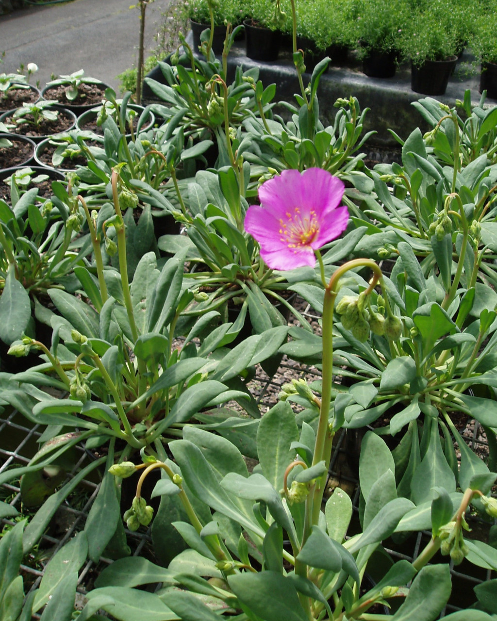 Cistanthe grandiflora