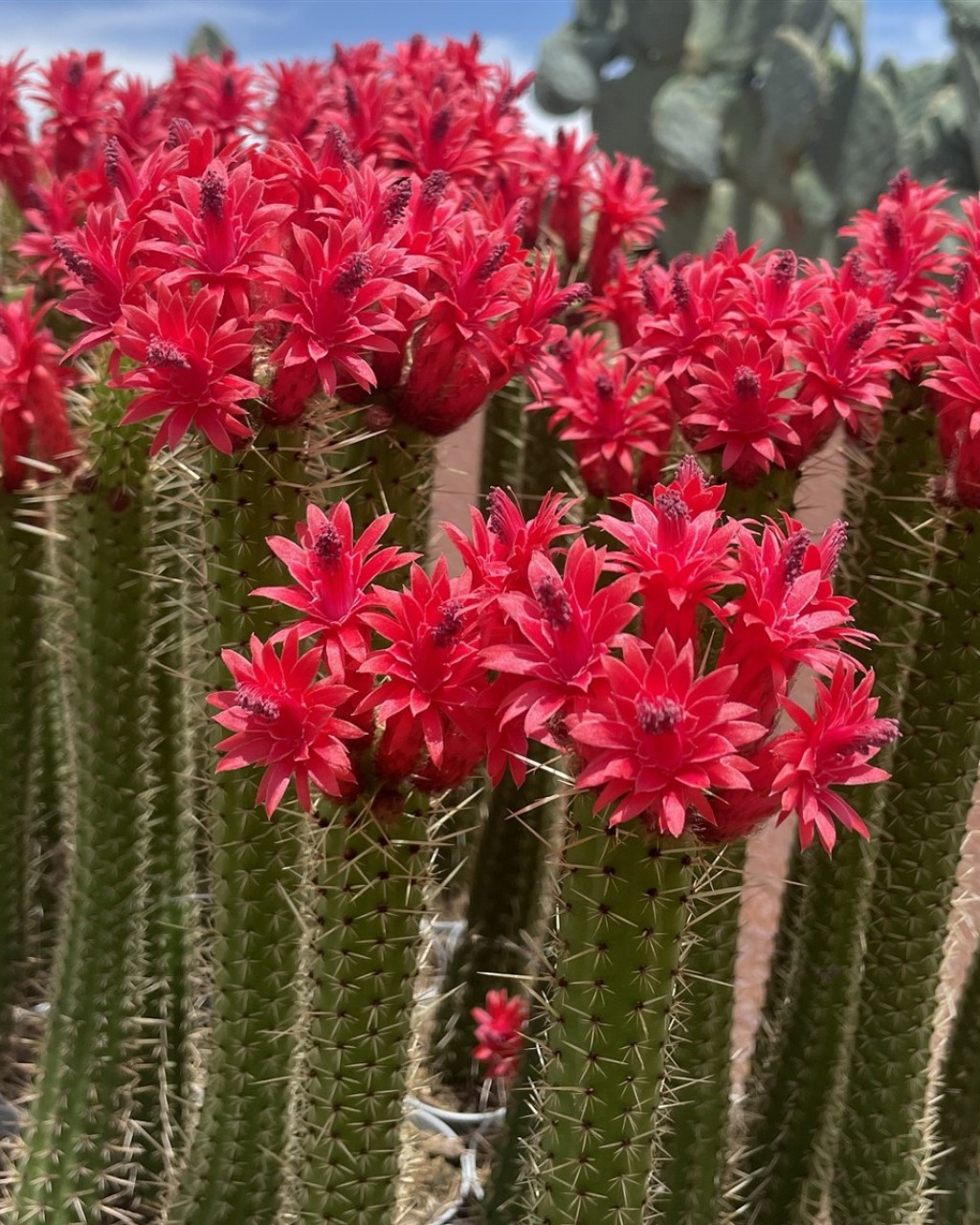 Cleistocactus baumannii