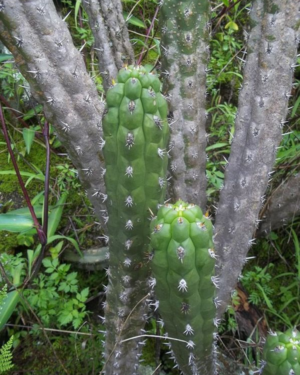 Cleistocactus fieldianus