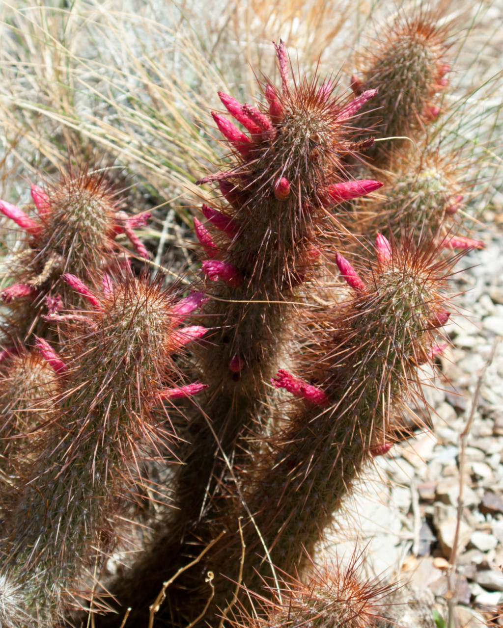 Cleistocactus hildegardiae
