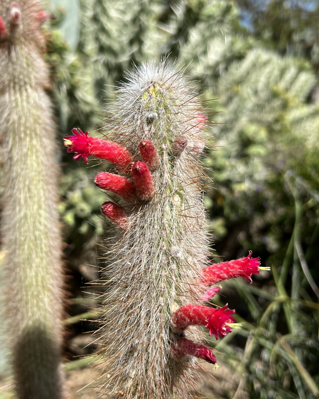 Cleistocactus hyalacanthus
