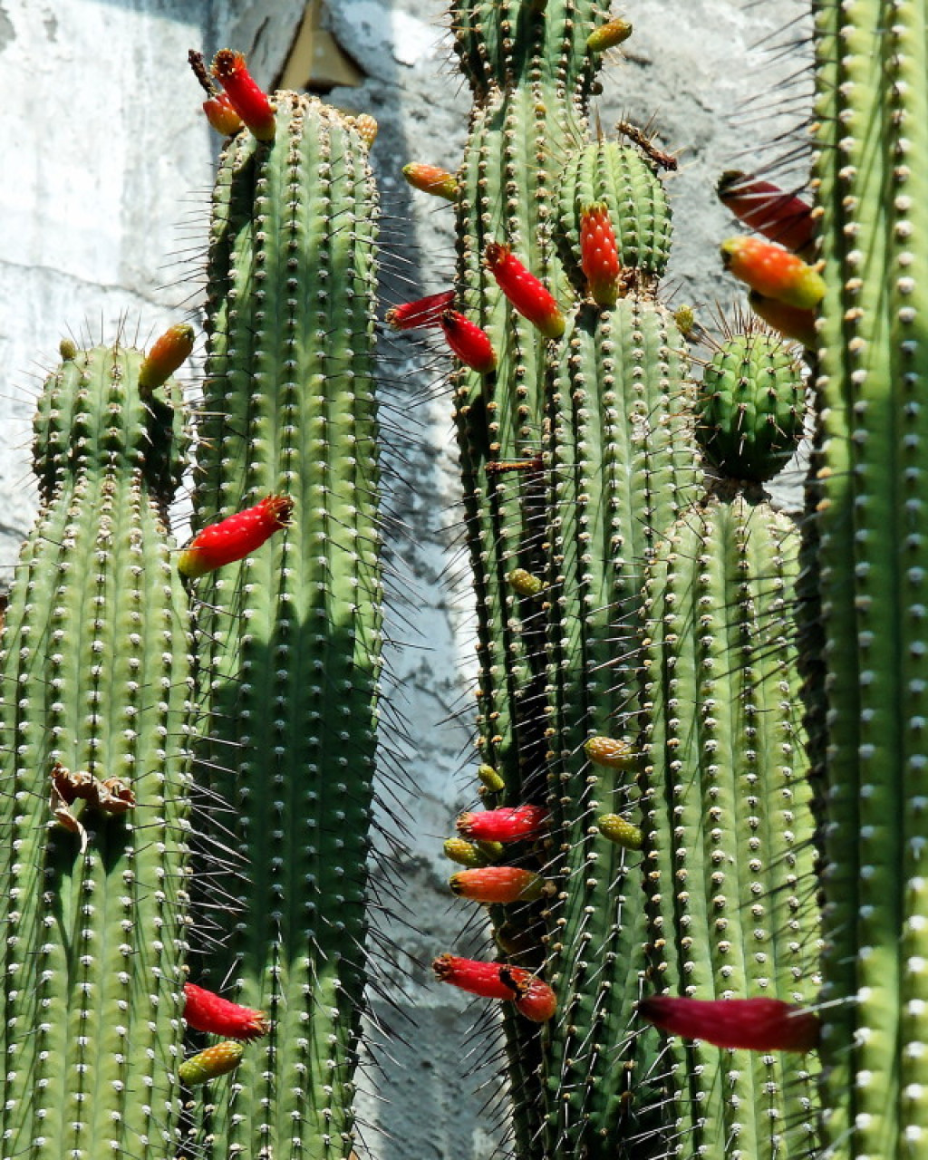 Cleistocactus laniceps