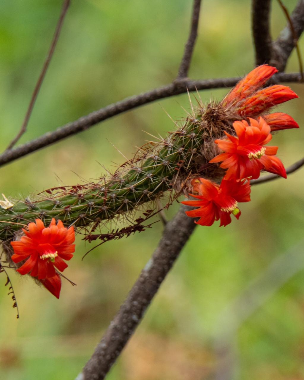 Cleistocactus longiserpens