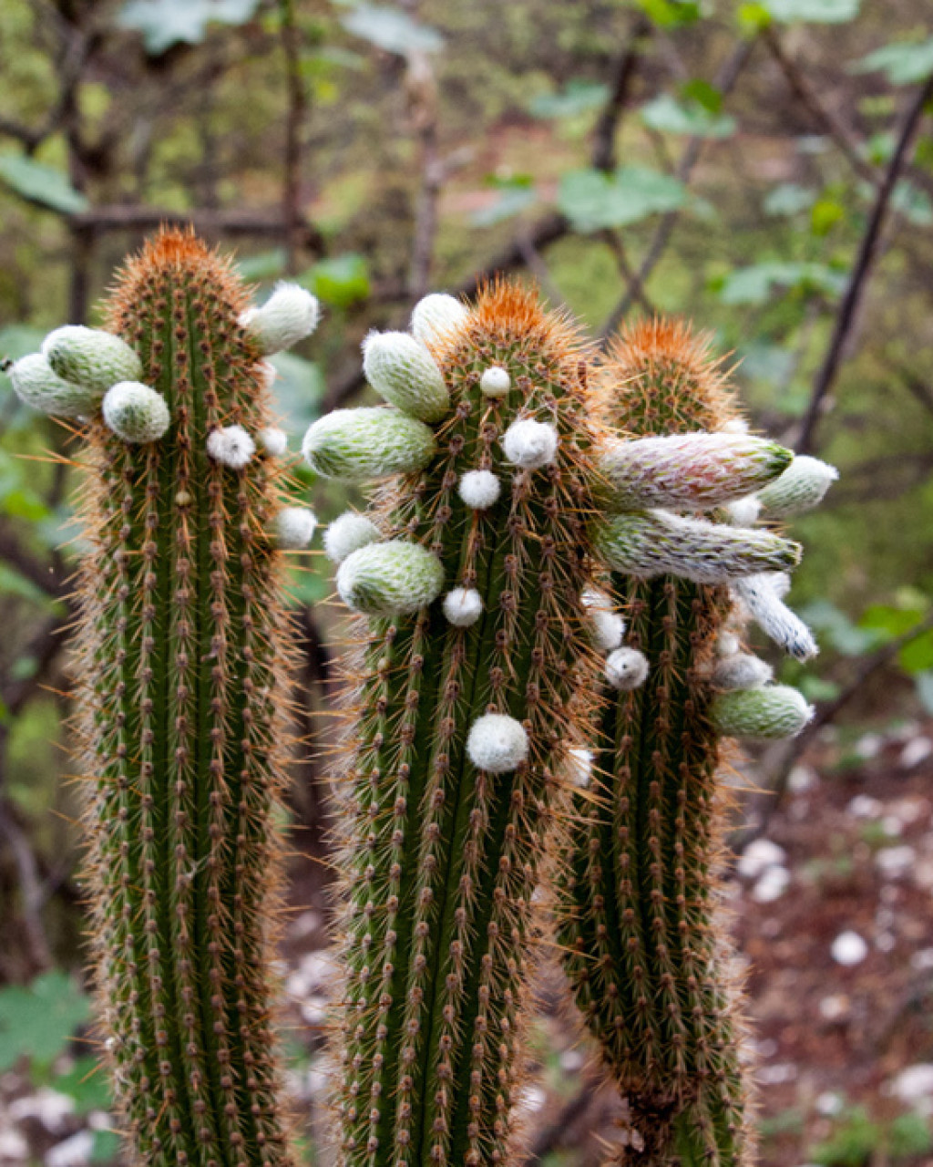 Cleistocactus micropetalus