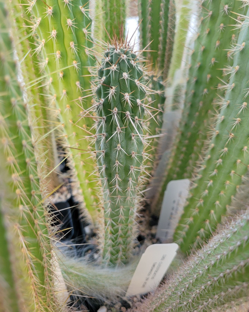 Cleistocactus morawetzianus
