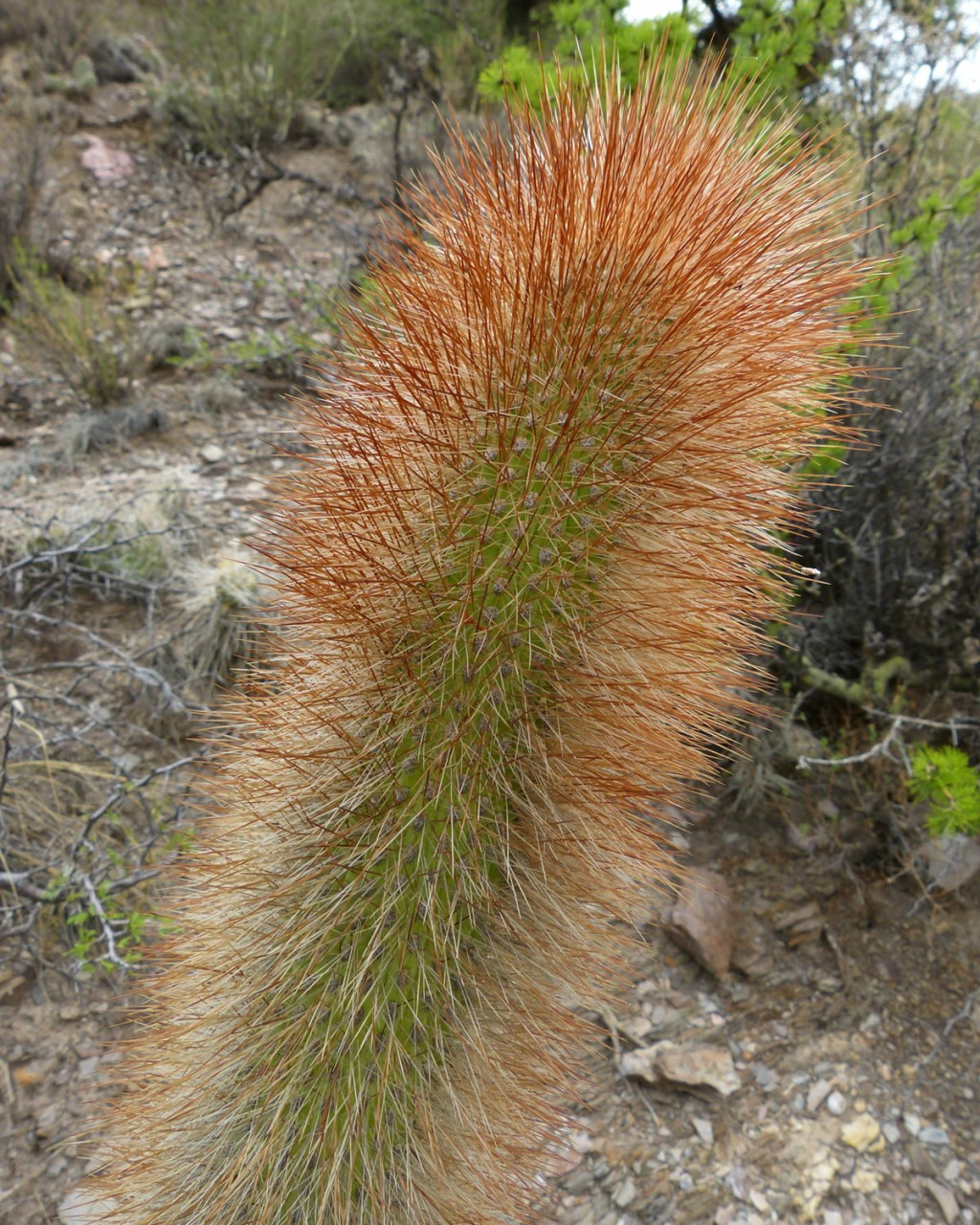 Cleistocactus orthogonus