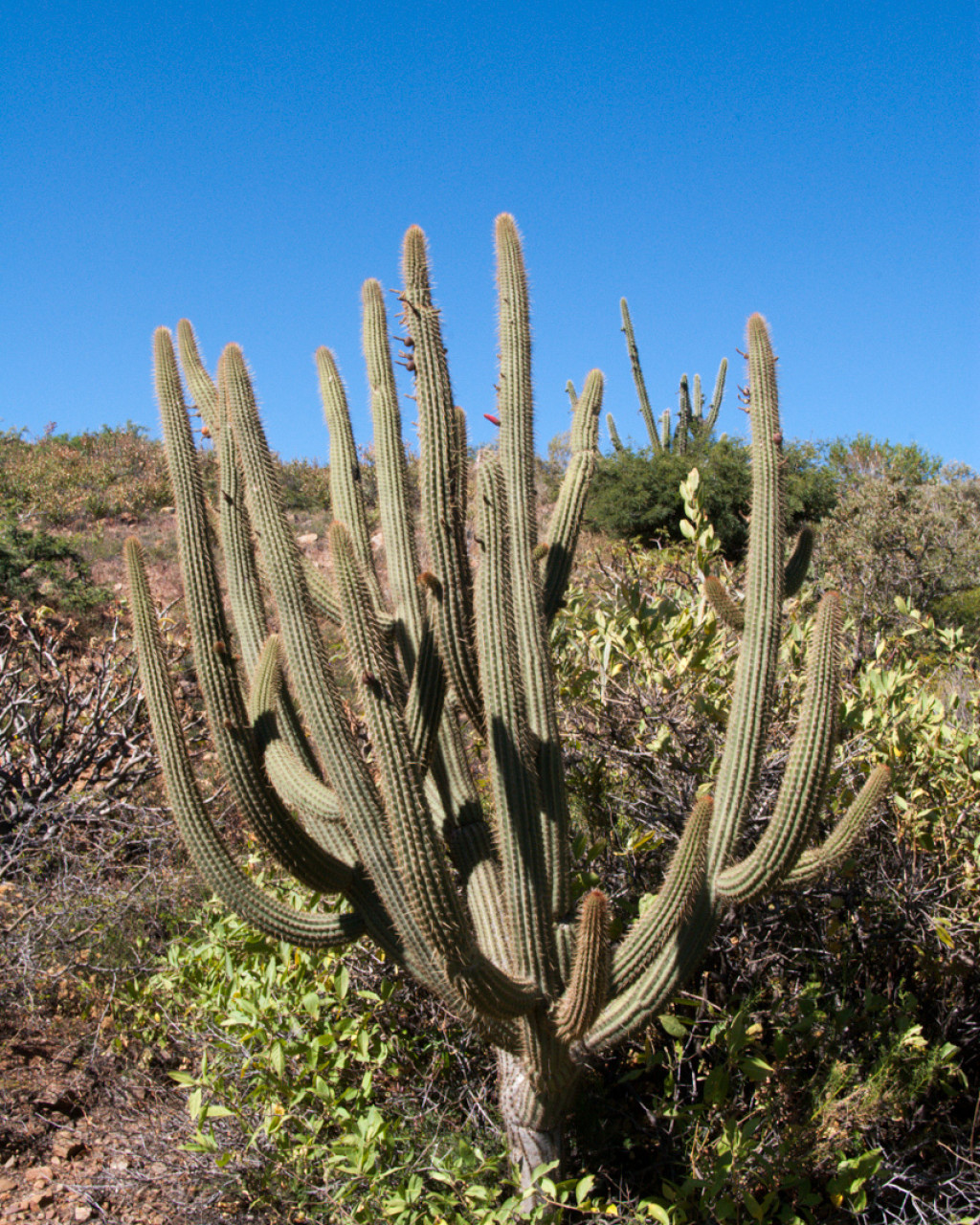 Cleistocactus parviflorus