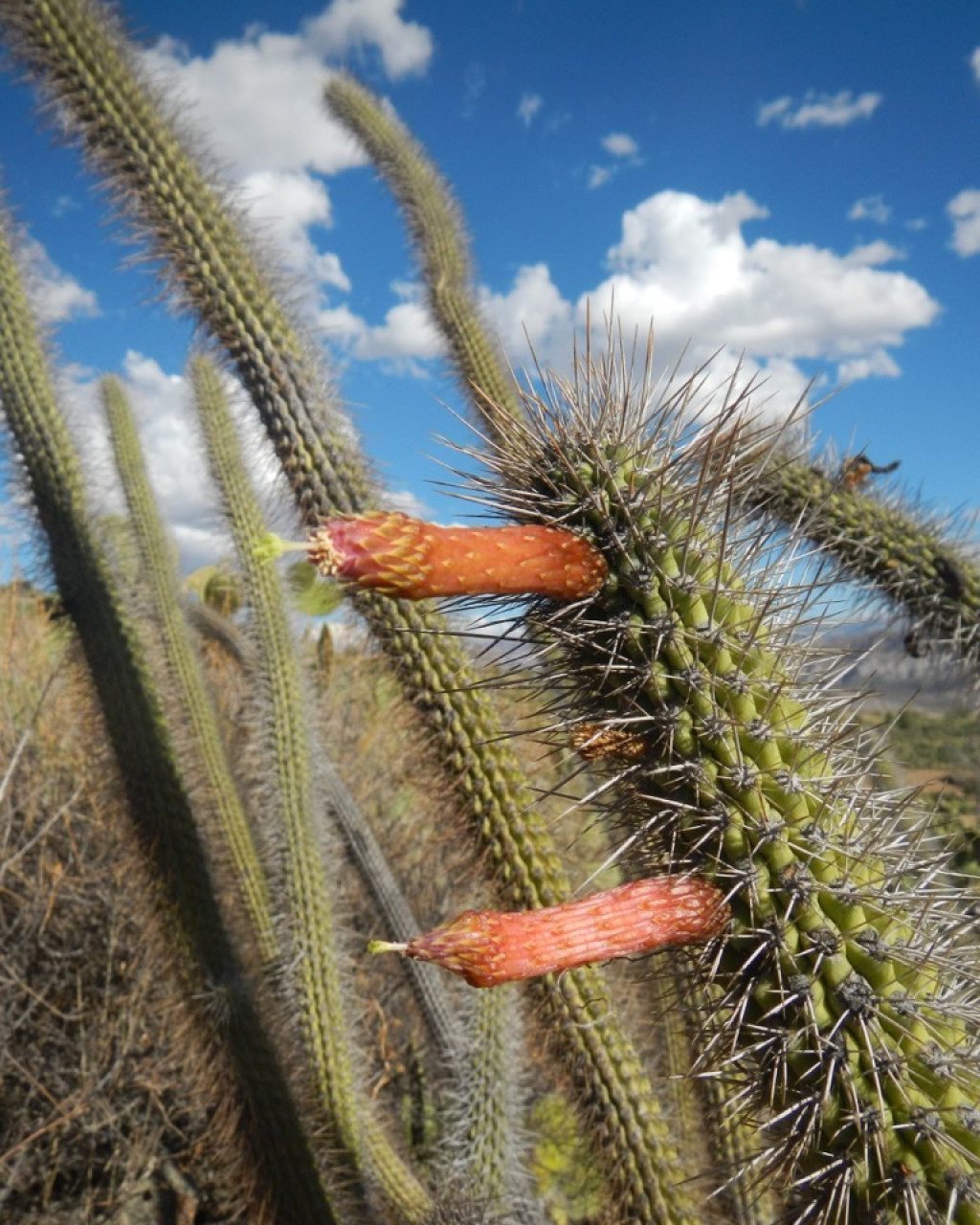 Cleistocactus pungens