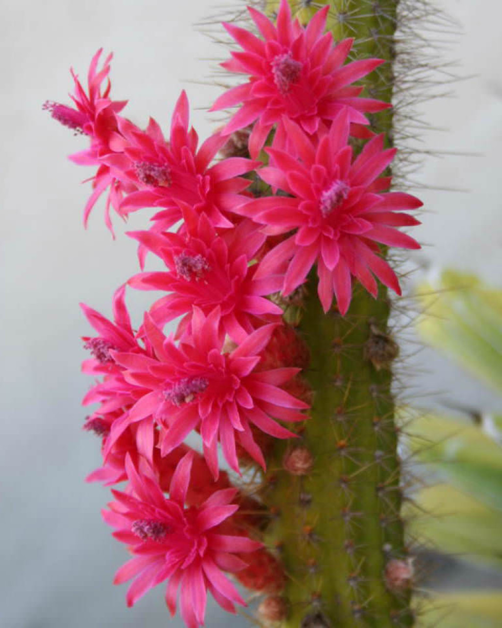 Cleistocactus samaipatanus