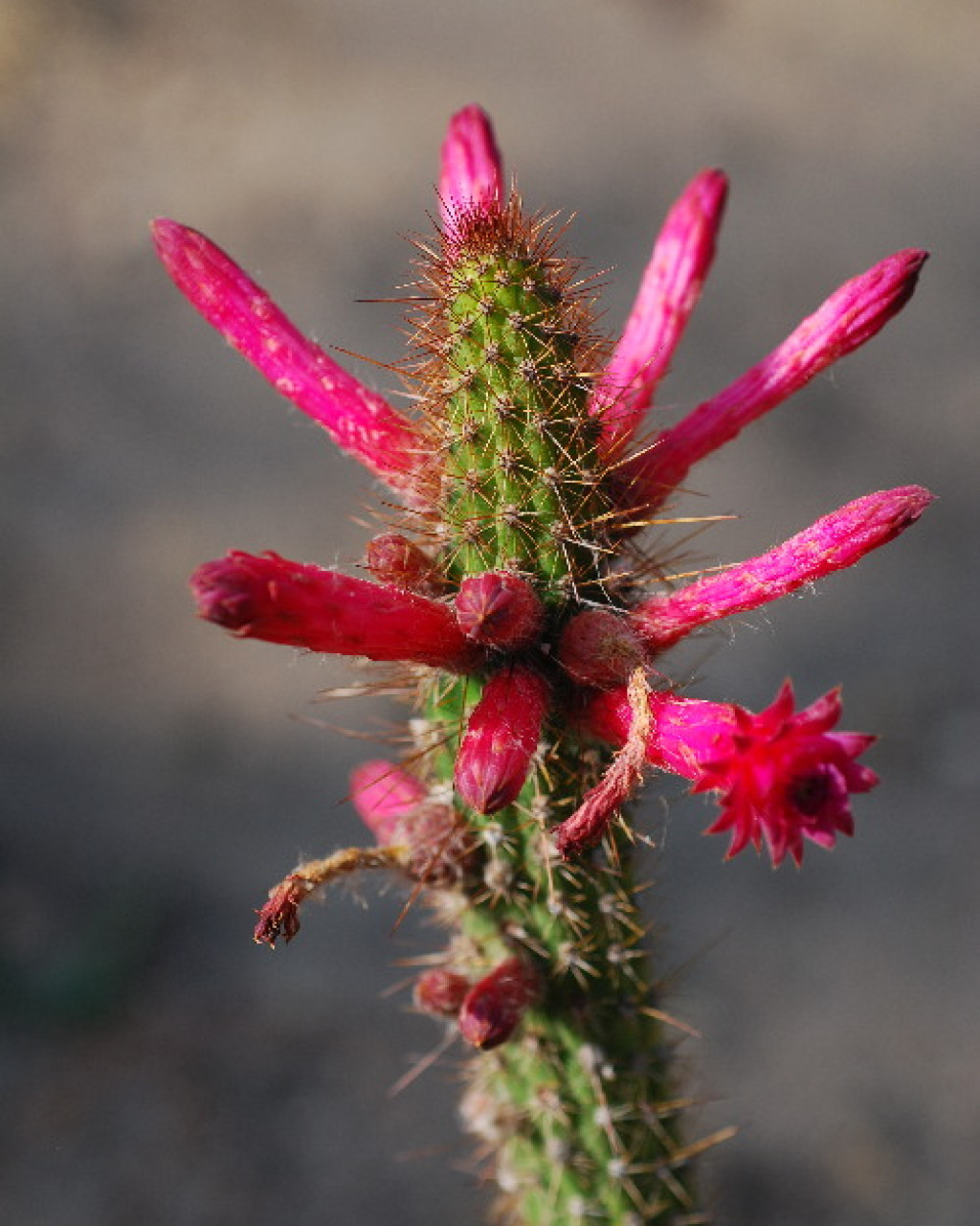Cleistocactus sepium