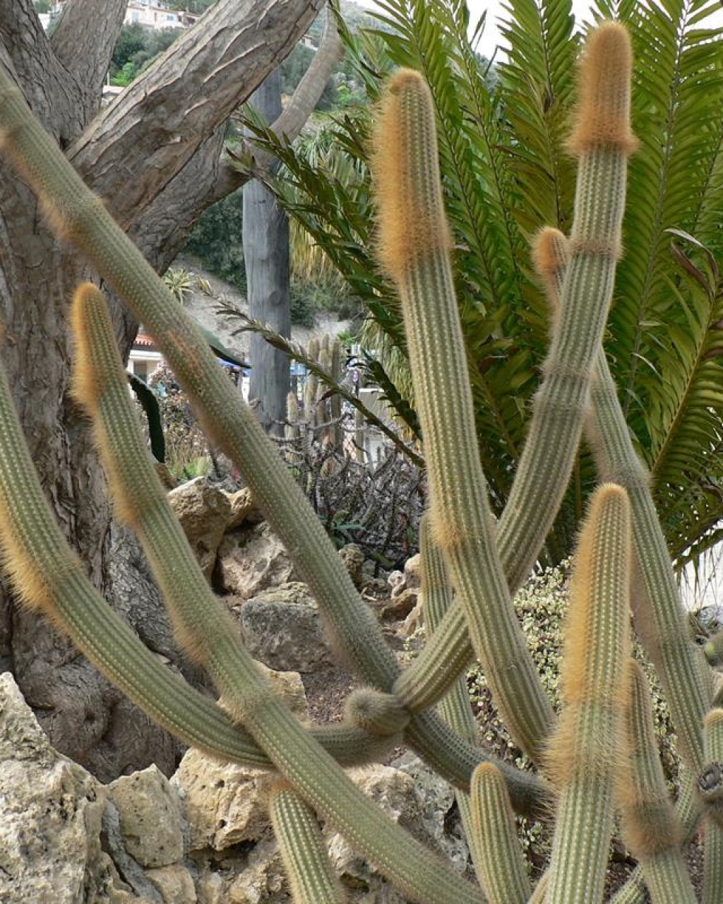 Cleistocactus varispinus