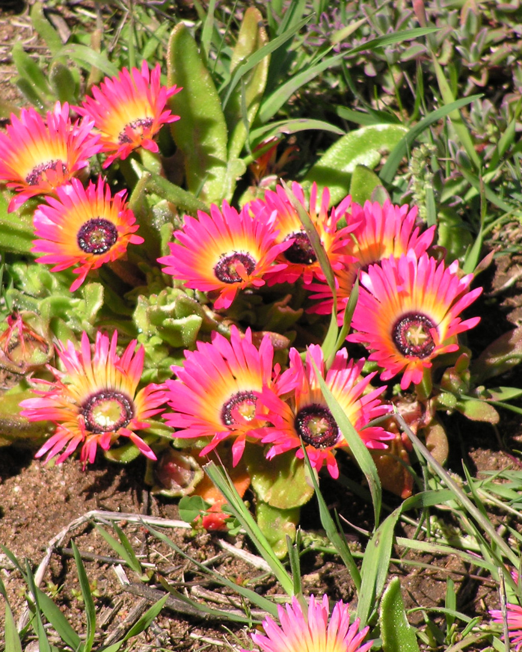 Cleretum apetalum