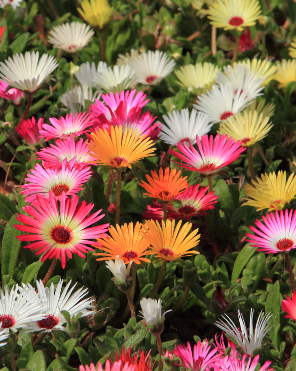 Cleretum bellidiforme