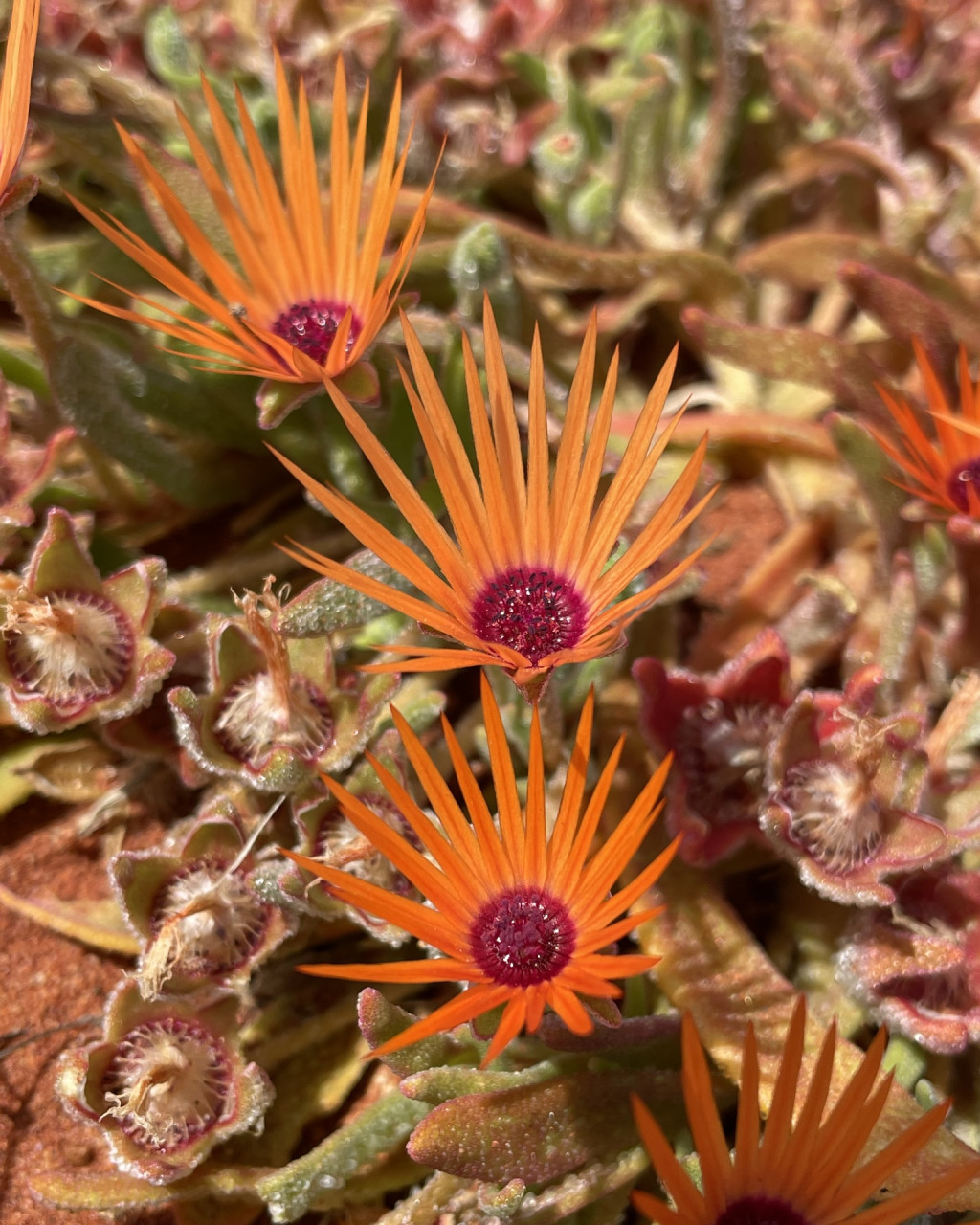 Cleretum rourkei