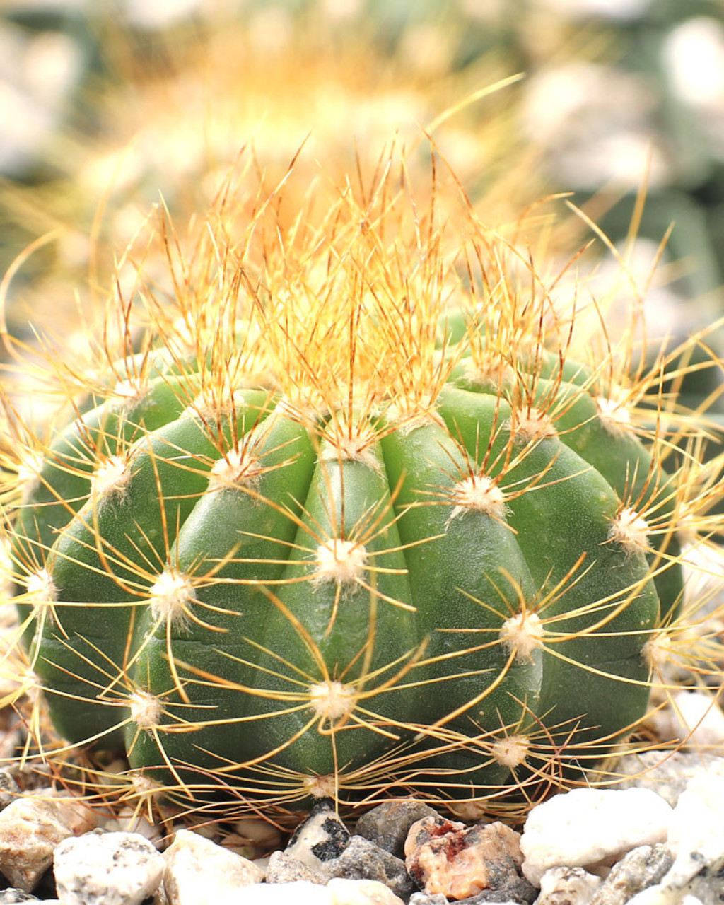 Coleocephalocereus aureus
