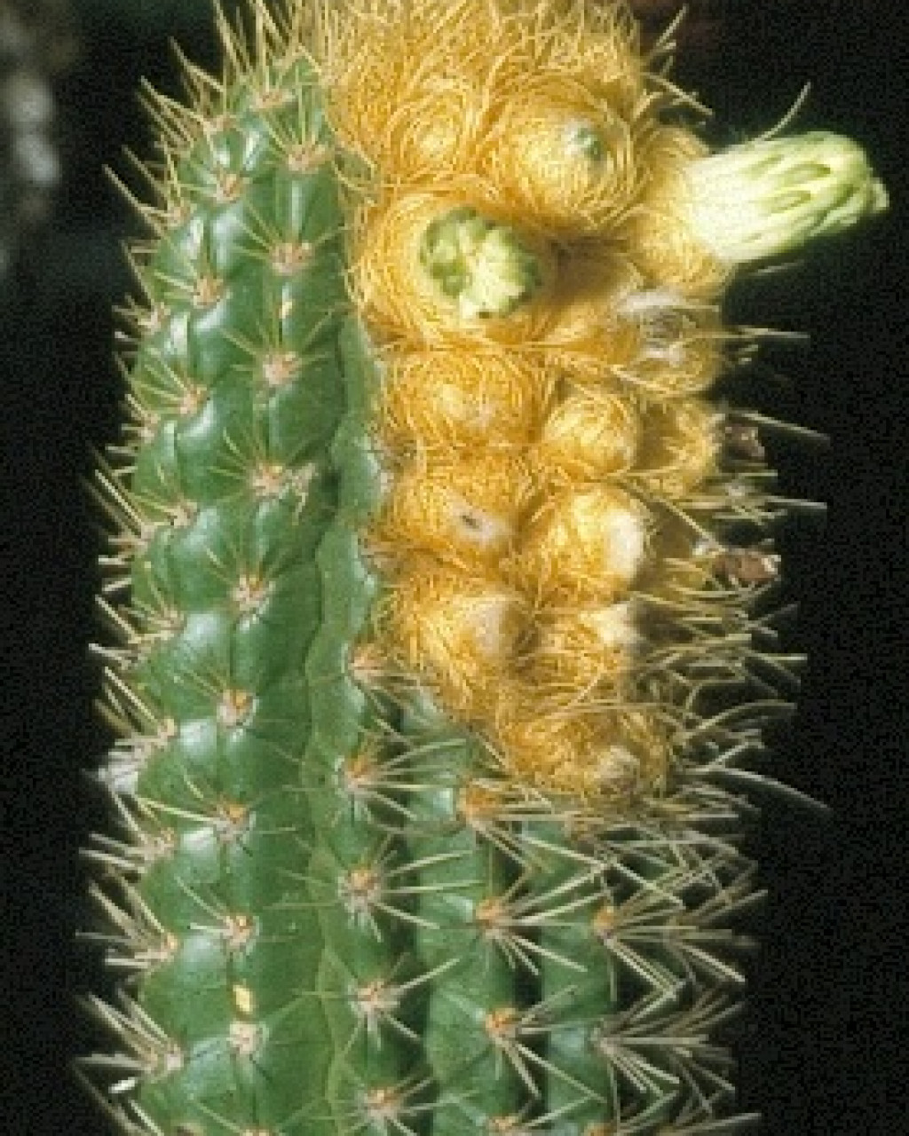 Coleocephalocereus braunii
