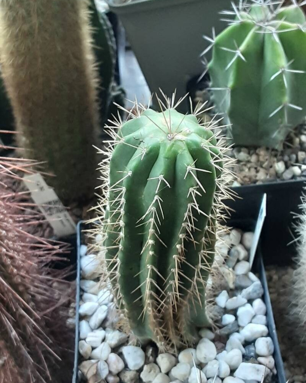 Coleocephalocereus fluminensis