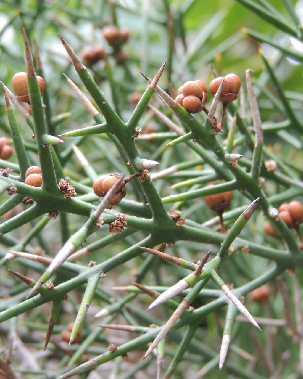 Colletia