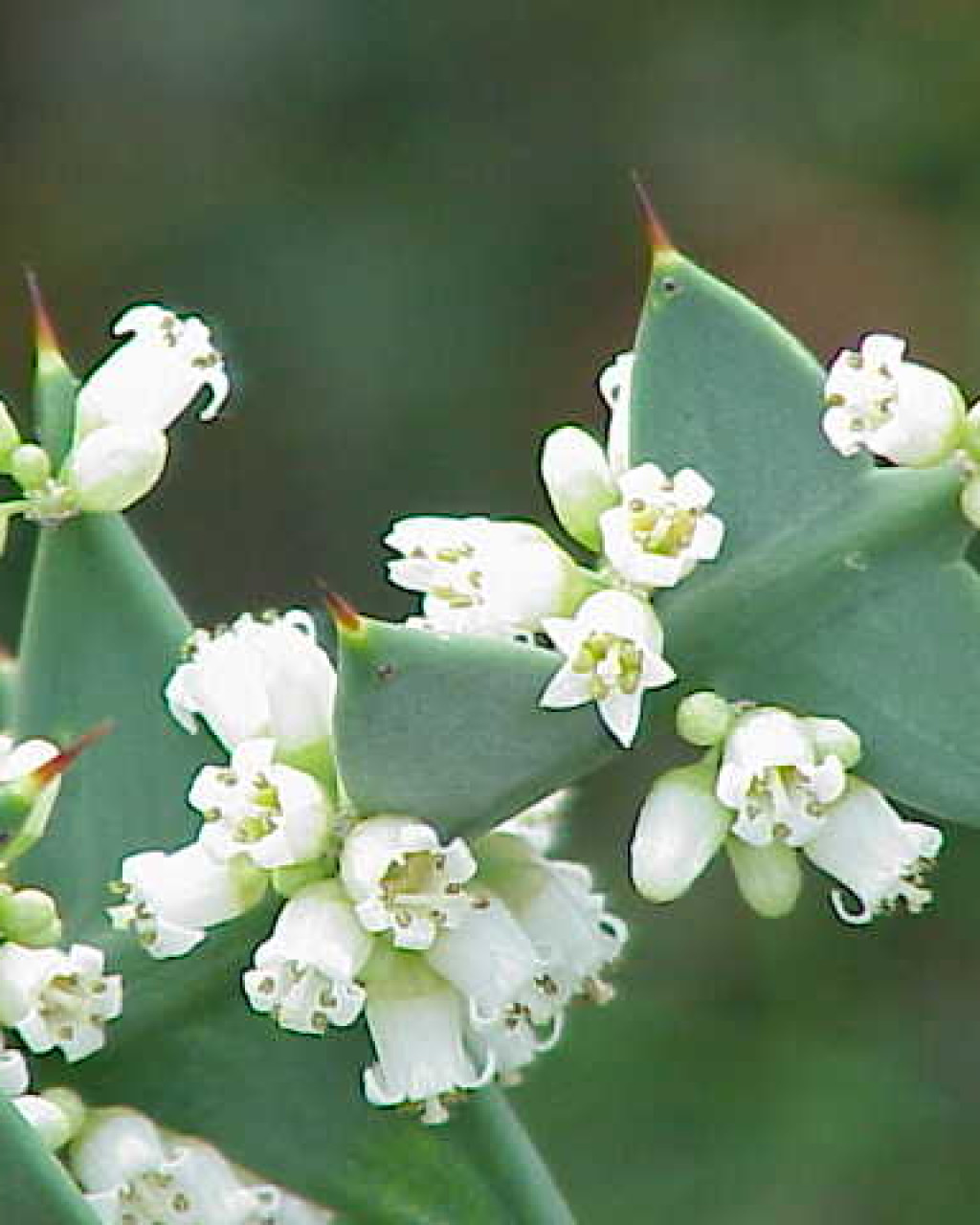 Colletia