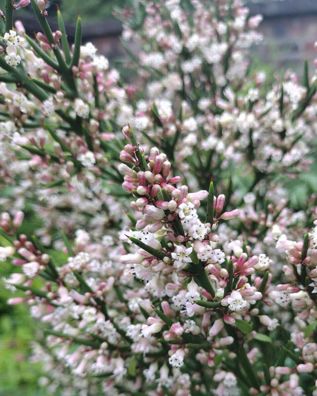 Colletia hystrix