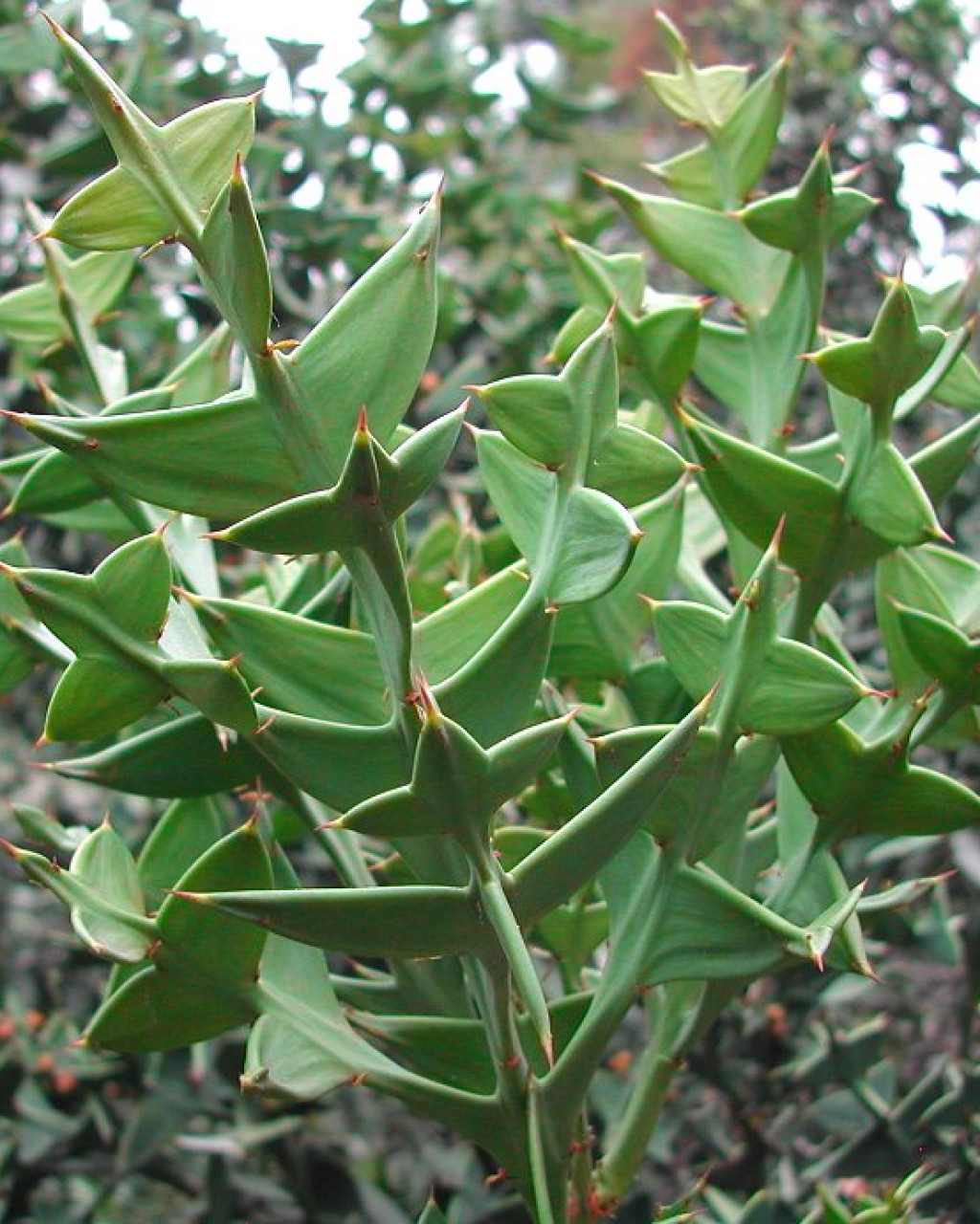 Colletia paradoxa