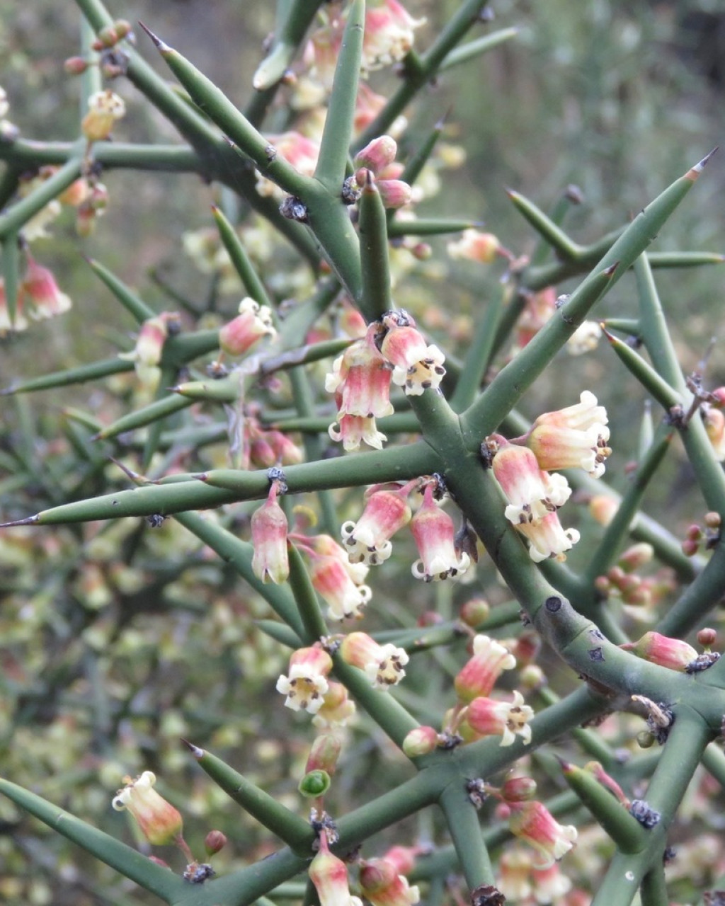 Colletia spinosissima